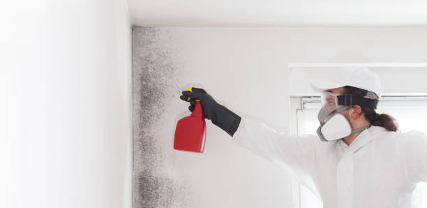 Best Black Mold Removal  in Scranton, PA