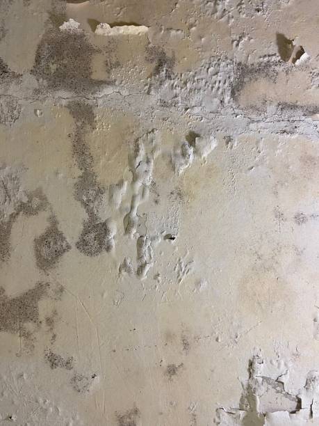 Best Attic Mold Removal  in Scranton, PA