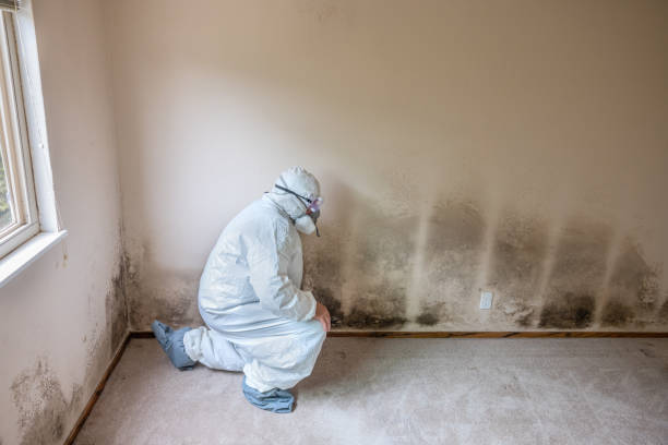 Best Certified Mold Removal  in Scranton, PA