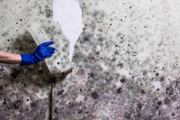 Best Mold Damage Repair  in Scranton, PA