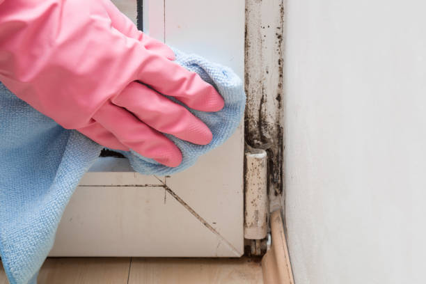 Professional Mold Removal in Scranton, PA