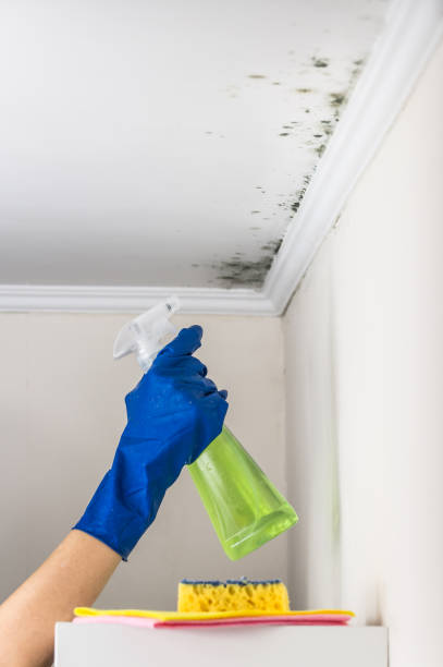 Best Office Mold Removal Services  in Scranton, PA